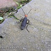 (芫菁科)豆芫菁