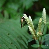 (獵椿象科)齒緣刺獵椿象