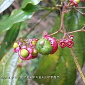 (馬鞭草科)大青果實