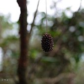 (繭蜂科)懸繭蜂的繭團