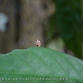 (繭蜂科)懸繭蜂的繭團