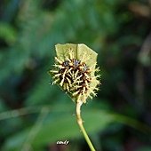 (蛺蝶科)琉璃蛺蝶終齡幼蟲