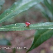 蟲癭--長葉木薑子葉子上的粉紅色杯狀蟲癭，蟲癭-造癭昆蟲：木蝨科，癭(gall)是指植物組織受到昆蟲或其他生物刺激而產生的變異或擴增現象，由昆蟲所引起的癭叫做「蟲癭」，可以產生蟲癭的昆蟲叫做「造癭昆蟲」，產生蟲癭的植物叫做「成癭植物」。會造癭的昆蟲常見的有雙翅目的癭蚋、果實蠅，同翅目的木蝨、蚜蟲、介殼蟲，鱗翅目的捲葉蛾、透翅蛾，膜翅目的癭蜂、葉蜂，半翅目的網椿、纓翅目的薊馬及少數鞘翅目的天牛、象鼻蟲等。除了昆蟲會造癭外，其它尚有某些真菌、細菌、蜱、蟎等也會造癭。成癭植物產生癭後會於葉片、枝條、花朵等部位出現各式各樣的突變癭造型及色彩，極具生態研究及觀賞。