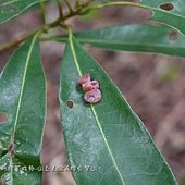 蟲癭--長葉木薑子葉子上的粉紅色杯狀蟲癭，蟲癭-造癭昆蟲：木蝨科，癭(gall)是指植物組織受到昆蟲或其他生物刺激而產生的變異或擴增現象，由昆蟲所引起的癭叫做「蟲癭」，可以產生蟲癭的昆蟲叫做「造癭昆蟲」，產生蟲癭的植物叫做「成癭植物」。會造癭的昆蟲常見的有雙翅目的癭蚋、果實蠅，同翅目的木蝨、蚜蟲、介殼蟲，鱗翅目的捲葉蛾、透翅蛾，膜翅目的癭蜂、葉蜂，半翅目的網椿、纓翅目的薊馬及少數鞘翅目的天牛、象鼻蟲等。除了昆蟲會造癭外，其它尚有某些真菌、細菌、蜱、蟎等也會造癭。成癭植物產生癭後會於葉片、枝條、花朵等部位出現各式各樣的突變癭造型及色彩，極具生態研究及觀賞。