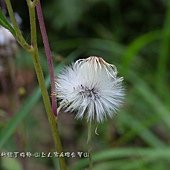 (菊科)昭和草