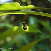 (姬蜂科)懸繭姬蜂繭