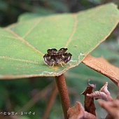 (舞蛾科)蓬萊眼舞蛾