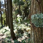 (梅衣科)-地衣體-葉狀地衣（lichen）是真菌和光合生物（綠藻或藍细菌）