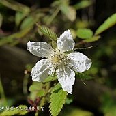 (薔薇科)刺莓