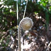 (裏白科)芒萁嫩芽