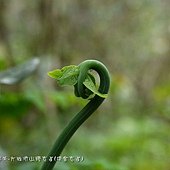 (碗蕨科)栗蕨嫩芽