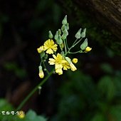 (菊科)黃鵪菜