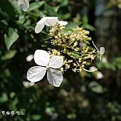 (虎耳草科)華八仙