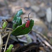 (紅螢科)紅螢