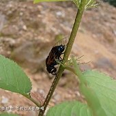 (蟬科)琉璃草蟬