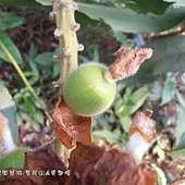 (薑科)烏來月桃果實