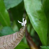 (廣翅蠟蟬科)花斑廣翅蠟蟬的幼蟲