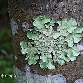 (梅衣科)-地衣體-葉狀地衣（lichen）是真菌和光合生物（綠藻或藍细菌）