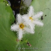 (睡菜科)印度莕菜