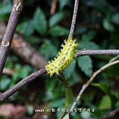 (刺蛾科)刺蛾的幼蟲