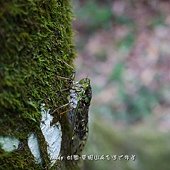 (蟬科)陽明山暮蟬