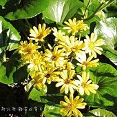 (菊科)台灣山菊