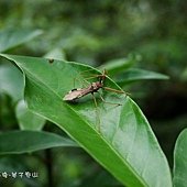 (獵椿象科)白斑素獵椿象