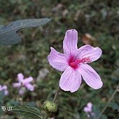 (錦葵科)野棉花