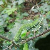 (夜蛾科)犁紋黃夜蛾(幼蟲).jpg