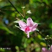 (錦葵科)野棉花.jpg