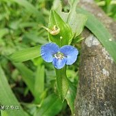 (鴨跖草科)竹仔菜.jpg