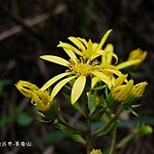 (菊科)台灣山菊