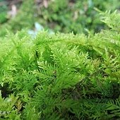 (羽蘚科)大羽蘚-苔蘚植物有的完全沒有莖，根、葉的分別(苔類)，有的則有莖及葉的粗淺區別(蘚類)。  所有苔蘚植物都沒有維管束構造，輸水能力不強，因而限制它們的體型及高度