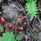 (蛇菰科)穗花蛇菰