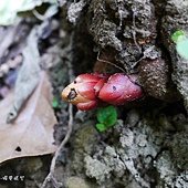 (蛇菰科)穗花蛇菰