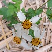 (菊科)大花咸豐草