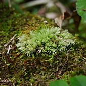 (白髮蘚科)白髮蘚-苔蘚植物有的完全沒有莖，根、葉的分別(苔類)，有的則有莖及葉的粗淺區別(蘚類)。  所有苔蘚植物都沒有維管束構造，輸水能力不強，因而限制它們的體型及高度