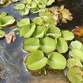 (槐葉蘋科)槐葉蘋別名人厭槐葉蘋，槐葉蘋（Salvinia molesta）是一種水生蕨類植物。