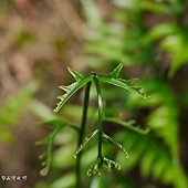 (鳳尾蕨科)半邊羽裂鳳尾蕨