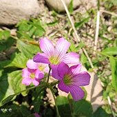 (酢漿草科)紫花酢醬草