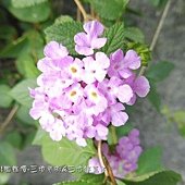 (馬鞭草科)蔓性紫花馬纓丹.jpg