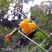 (菊科)黃花三七草