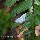 (鉤蛾科)波帶白鉤蛾