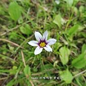 (鳶尾科)庭菖蒲