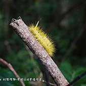 (毒蛾科)線茸毒蛾幼蟲