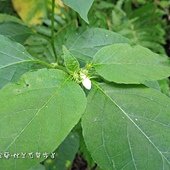 (茄科)雙花龍葵