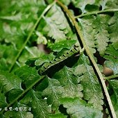 (夜蛾科)紅暈散紋夜蛾,幼蟲以厥類植物為食草。