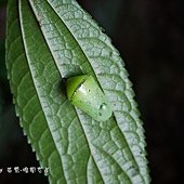 (蛺蝶科)淡紋青斑蝶，蛹，綠色，背方最寬處有一條銀白色的橫紋