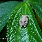 (樹蛙科)面天樹蛙