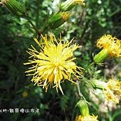 (菊科)黃花三七草